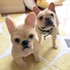 Select to view 'Personalized French Bulldog Stuffed Animal Plush Lookalike 11' image