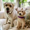 Select to view 'Personalized Labrador Stuffed Animal Plush Lookalike 8' image