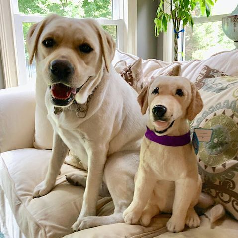Personalized Labrador Stuffed Animal Plush Lookalike 8