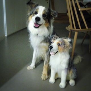 Border Collie Plush border-collie-stuffed-animal-plush