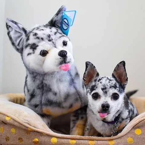 Chihuahua Stuffed Animal Plush