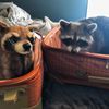 Select to view 'racoon stuffed animal' image