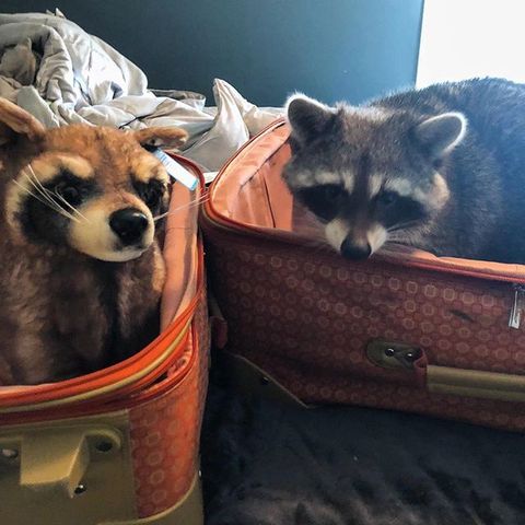 racoon stuffed animal