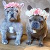Select to view 'stuffed animal of your french bulldog' image
