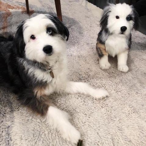 stuffed animal 
