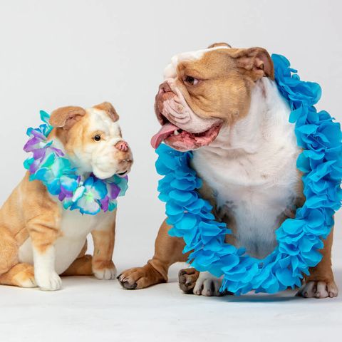 personalized pet gift