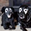 Select to view 'dog plush' image