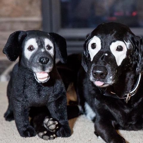 dog plush