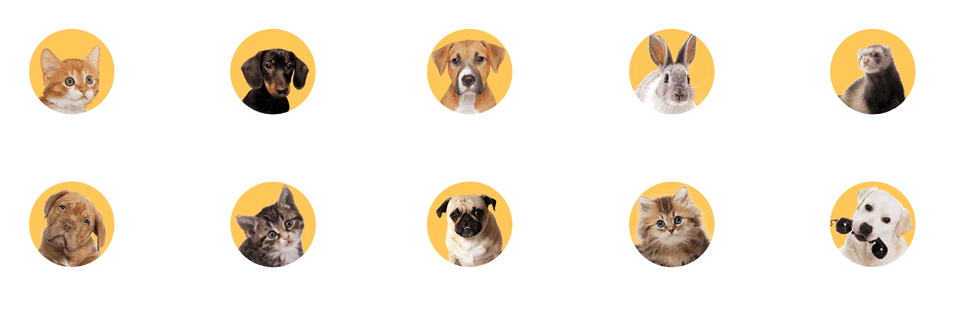 Make Your Pet Famous