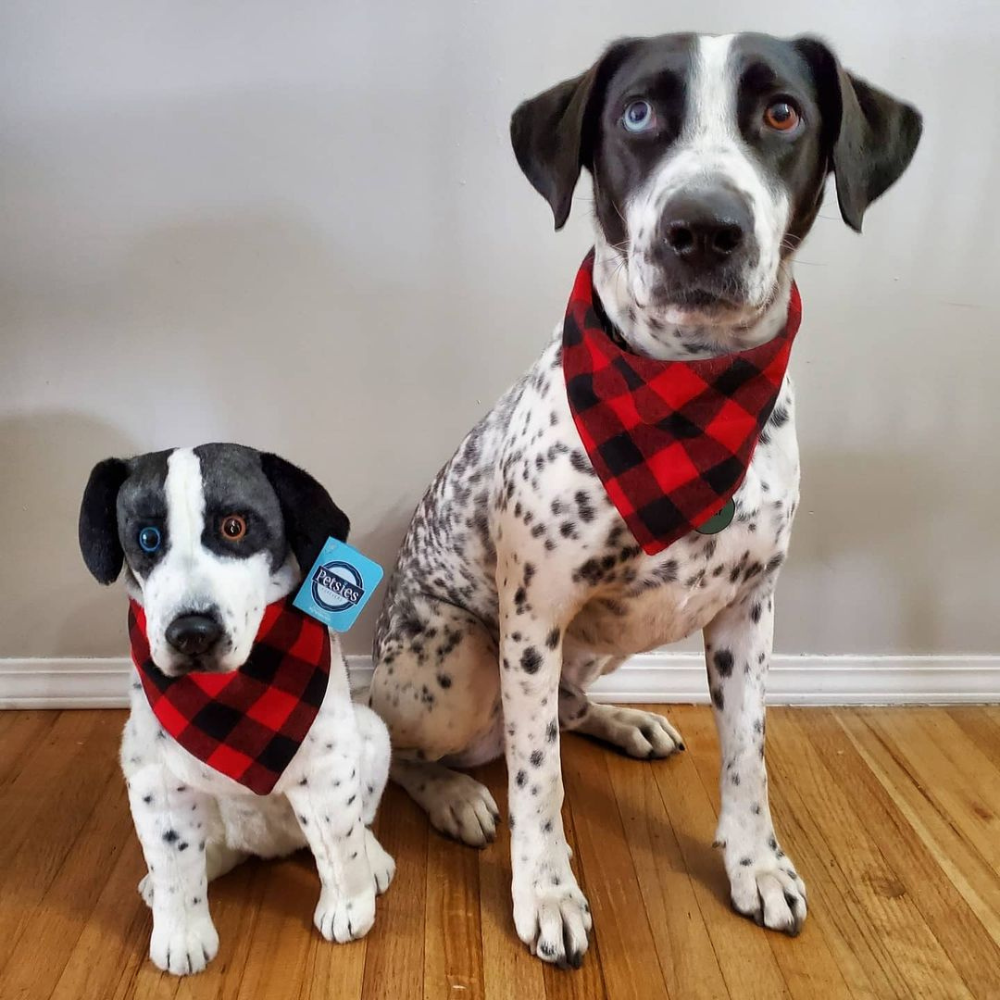 custom stuffed animal of your pet