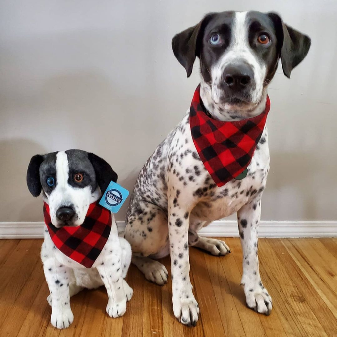 custom stuffed animal of your pet