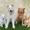 Select to view 'Petsies pet stuffed animals' image