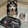 Select to view 'Pet loss memorial gift' image