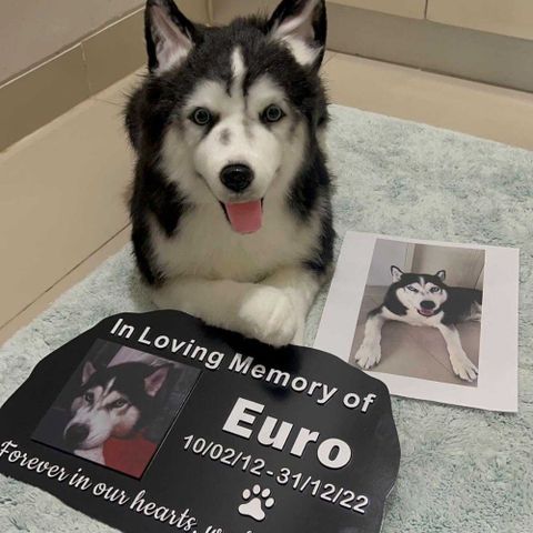 Pet loss memorial gift