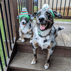 See Custom Pet Plushies from Petsies! custom stuffed animal of your pet