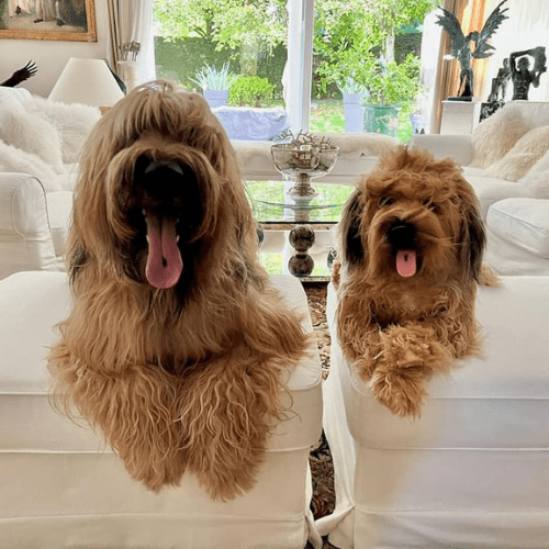See Custom Pet Plushies from Petsies! custom stuffed animal of your pet
