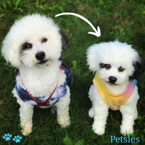 Stuffed animals of pet