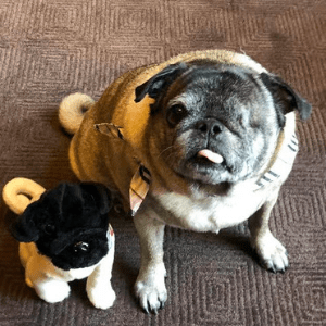 mascots pug custom bulk plush
