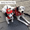 Select to view 'custom stuffed animals of pets' image